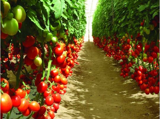 Терміново дайте в серпні огіркам та томатам оцет: врожай збиратимете відрами до заморозків Терміново дайте в серпні огіркам та томатам оцет: врожай збиратимете відрами до заморозків