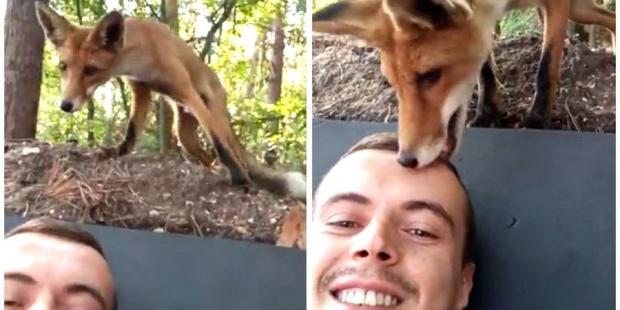 Знайомство відбулося “майже за етикетом”: Як боєць ЗСУ подружився з допитливою лисицею (відео) Знайомство відбулося “майже за етикетом”: Як боєць ЗСУ подружився з допитливою лисицею (відео)