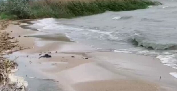 Екологічна катастрофа назріває на Одещині: місцеві публікують моторошні кадри Екологічна катастрофа назріває на Одещині: місцеві публікують моторошні кадри