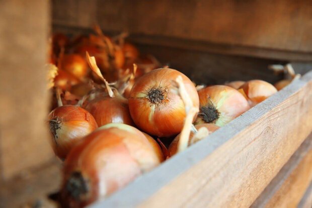 Де і в яких умовах слід зберігати цибулю, щоб вона “дожила” до зими Де і в яких умовах слід зберігати цибулю, щоб вона “дожила” до зими