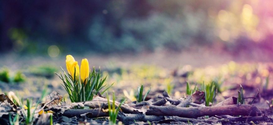 Літня погода у лютому: синоптик анонсував аномальне тепло в Україні Літня погода у лютому: синоптик анонсував аномальне тепло в Україні