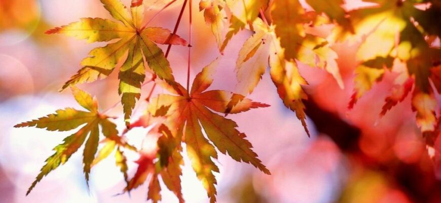 Антициклон поки що в Україні: синоптик про погоду 11 листопада, коли чекати змін Антициклон поки що в Україні: синоптик про погоду 11 листопада, коли чекати змін