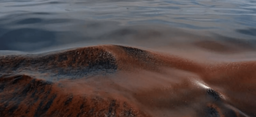 Побережжя Запорізької області забруднене нафтою з російських танкерів Побережжя Запорізької області забруднене нафтою з російських танкерів