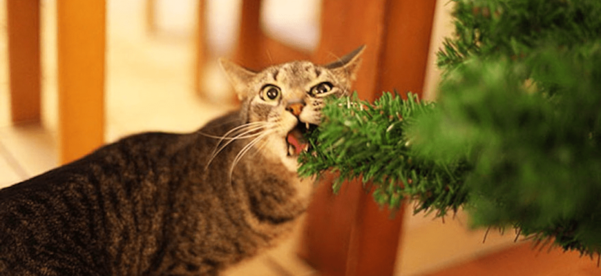 Українцям доведеться реєструвати свійських тварин: деталі Українцям доведеться реєструвати свійських тварин: деталі