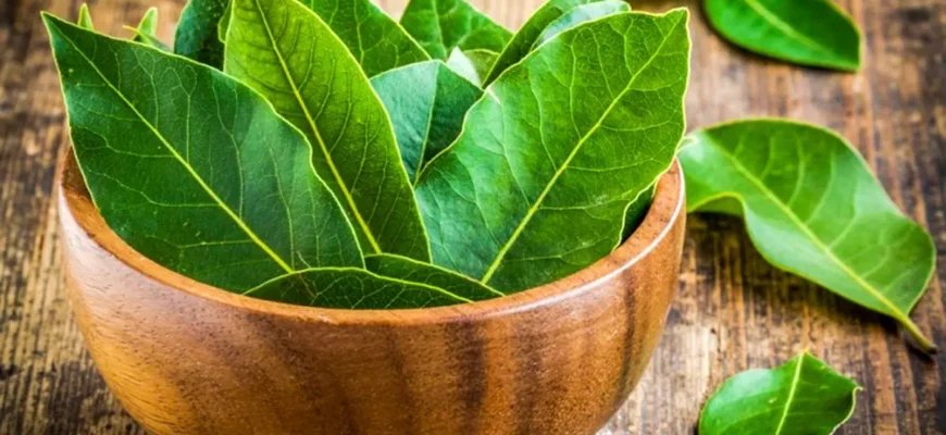 Для чого треба класти лавровий лист у кишеню: перевірений лайфхак Для чого треба класти лавровий лист у кишеню: перевірений лайфхак