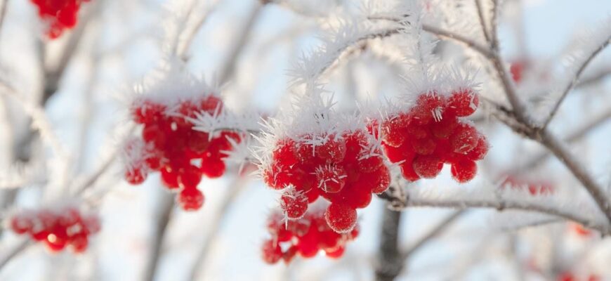 Морози в Україні вдариться з новою силою: де це буде -20 і коли чекати на потепління Морози в Україні вдариться з новою силою: де це буде -20 і коли чекати на потепління