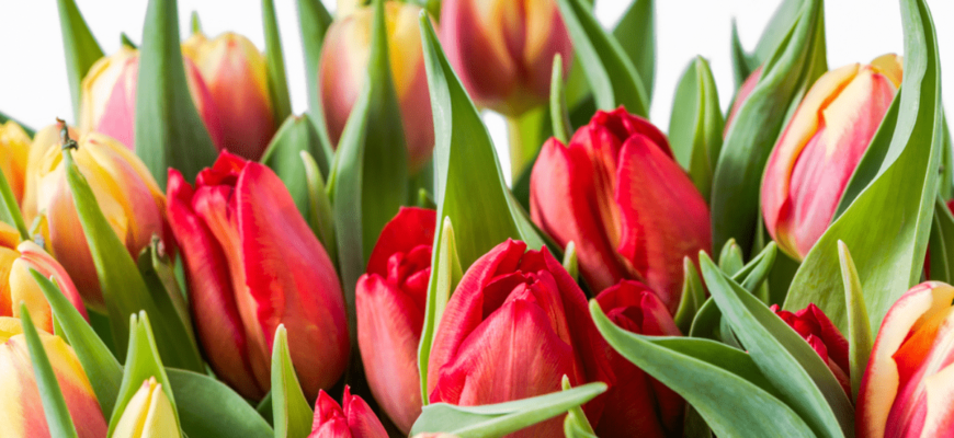 Що насправді означає 8 Березня в Україні та світі: свято не лише про красу Що насправді означає 8 Березня в Україні та світі: свято не лише про красу