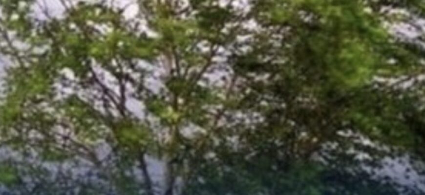 Дощі та вітер повертаються: синоптик Діденко попередила про погоду на завтра, 19 червня. Подробиці… Дощі та вітер повертаються: синоптик Діденко попередила про погоду на завтра, 19 червня. Подробиці…