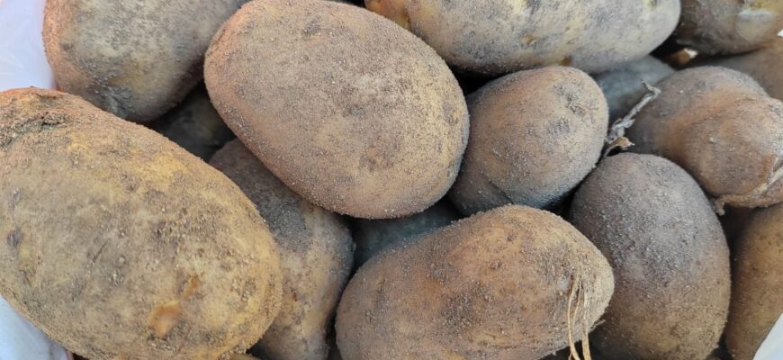 Зліт цін на базовий продукт в РФ змусив росіян йти на крайні заходи – квартири перетворять на “городи” Зліт цін на базовий продукт в РФ змусив росіян йти на крайні заходи – квартири перетворять на “городи”