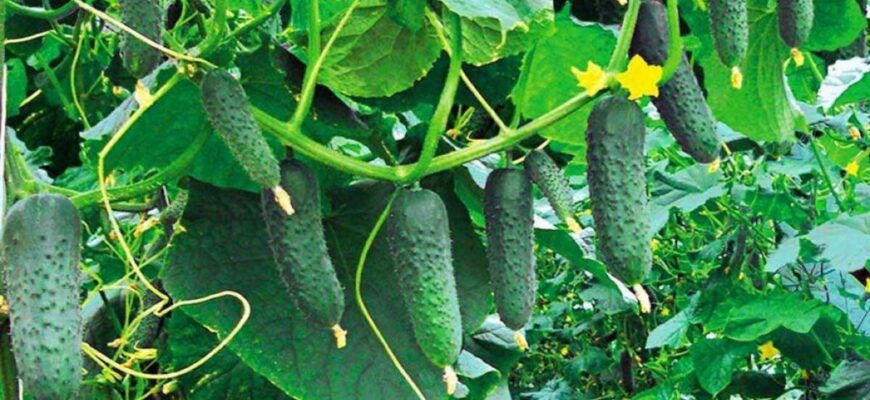 Зробіть ось це, щоб огірки були хрусткими, соковитими й не гірчили: секрети правильного догляду Зробіть ось це, щоб огірки були хрусткими, соковитими й не гірчили: секрети правильного догляду