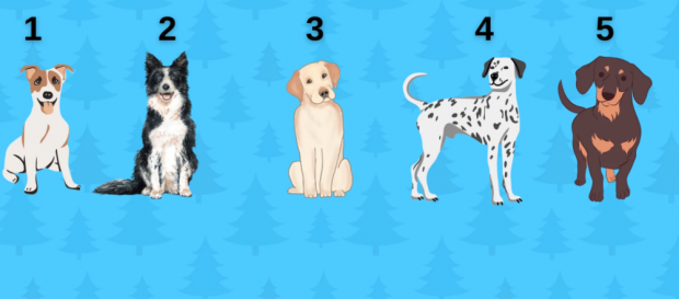 Психотест: Оберіть собаку – і дізнайтеся, що вона “говорить” про ваш характер! Психотест: Оберіть собаку – і дізнайтеся, що вона “говорить” про ваш характер!