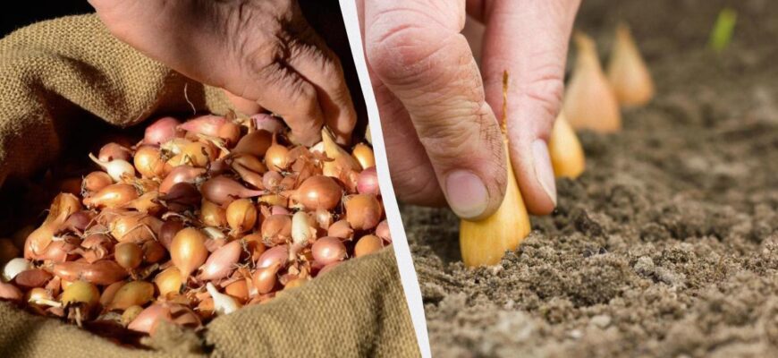 Садити озиму цибулю потрібно тільки в цей період: “золоті” дати 2025 року Садити озиму цибулю потрібно тільки в цей період: “золоті” дати 2025 року