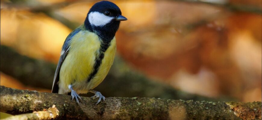 Синоптик розповів, коли в Україні різко потеплішає – прогноз на жовтень Синоптик розповів, коли в Україні різко потеплішає – прогноз на жовтень
