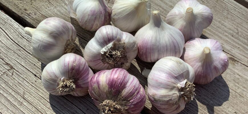 Забула про звичайний озимий часник: фіолетові сорти дають головки до 70 г – і вражає смаком і лежкістю Забула про звичайний озимий часник: фіолетові сорти дають головки до 70 г – і вражає смаком і лежкістю