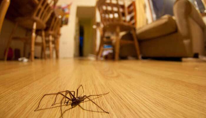 5 рослин, які назавжди проженуть із дому павуків 5 рослин, які назавжди проженуть із дому павуків