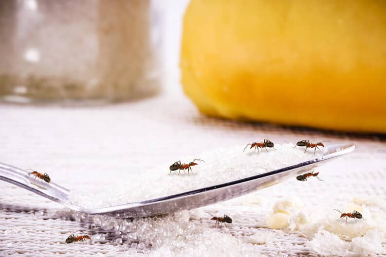 Мурахи розносять крихти на кухні