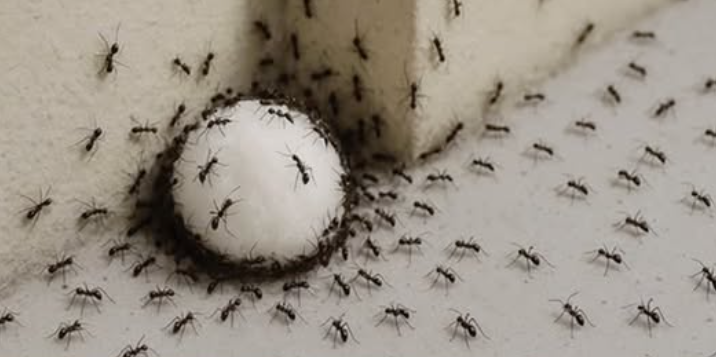7 природних рішень, щоб попрощатися з мурахами та захистити свій дім 7 природних рішень, щоб попрощатися з мурахами та захистити свій дім