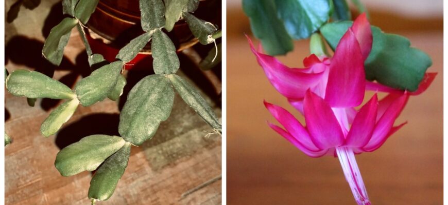 Бабине літо залишилось позаду – настав час 1 хитрості з декабристом: квітка буде на кожному пагоні Бабине літо залишилось позаду – настав час 1 хитрості з декабристом: квітка буде на кожному пагоні