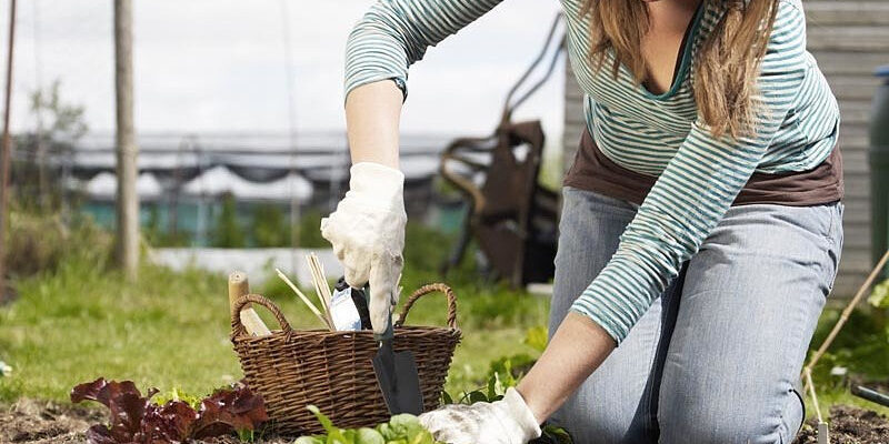Коли краще вибирати картоплю, щоб вона довго зберігалась: Поради городникам Коли краще вибирати картоплю, щоб вона довго зберігалась: Поради городникам