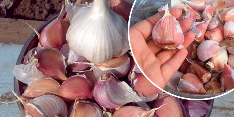 Унікальний рецепт-вказівка: як вибрати «жіночі» зубчики часнику для великого врожаю Унікальний рецепт-вказівка: як вибрати «жіночі» зубчики часнику для великого врожаю