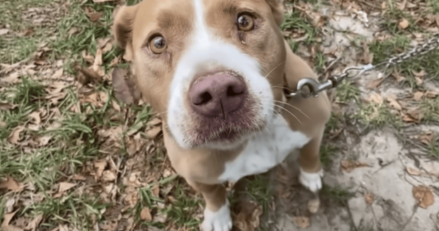 Пара придбала будинок із несподіваним “сюрпризом” у саду (фото) Пара придбала будинок із несподіваним “сюрпризом” у саду (фото)