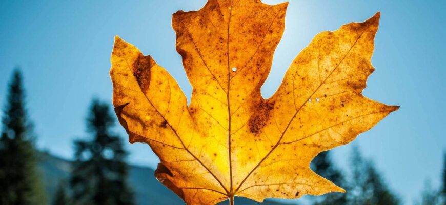 Україну накриє аномальна погода: температура здивує і вдень, і вночі Україну накриє аномальна погода: температура здивує і вдень, і вночі