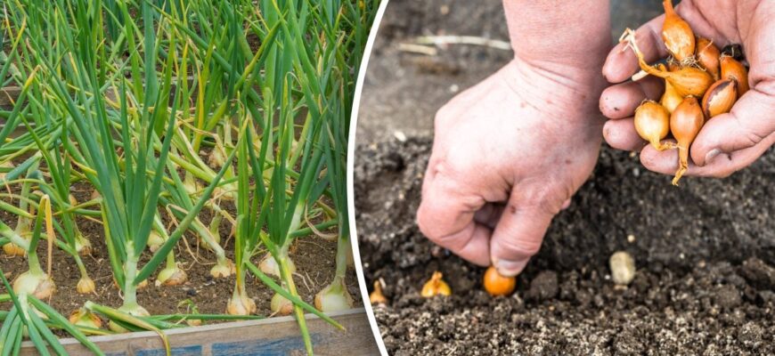 Весняний врожай не підведе: сприятливі дні осінньої посадки цибулі під зиму Весняний врожай не підведе: сприятливі дні осінньої посадки цибулі під зиму