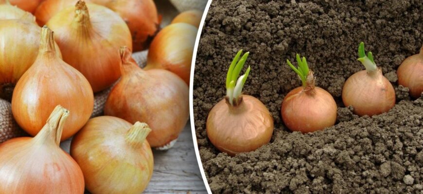 Лише дві дати у жовтні для хорошого врожаю: коли садити озиму цибулю Лише дві дати у жовтні для хорошого врожаю: коли садити озиму цибулю