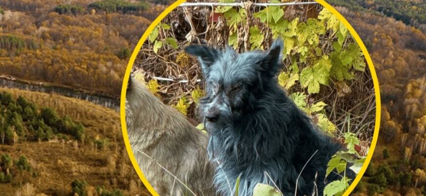 “Ми не знаємо причин”: у Чорнобилі помічені собаки з синьою вовною та імунітетом до радіації – ЗМІ “Ми не знаємо причин”: у Чорнобилі помічені собаки з синьою вовною та імунітетом до радіації – ЗМІ