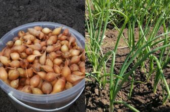 Батько садить цибулю за старим методом: лише 1 природний “індикатор” допомагає уникнути промахів з посадкою Батько садить цибулю за старим методом: лише 1 природний “індикатор” допомагає уникнути промахів з посадкою
