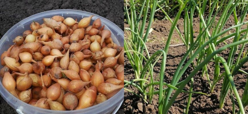 Батько садить цибулю за старим методом: лише 1 природний “індикатор” допомагає уникнути промахів з посадкою Батько садить цибулю за старим методом: лише 1 природний “індикатор” допомагає уникнути промахів з посадкою