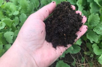 Навчилась відновлювати навіть виснажений ґрунт: потрібно всього 15 г “цього” на кожен квадратний метр Навчилась відновлювати навіть виснажений ґрунт: потрібно всього 15 г “цього” на кожен квадратний метр