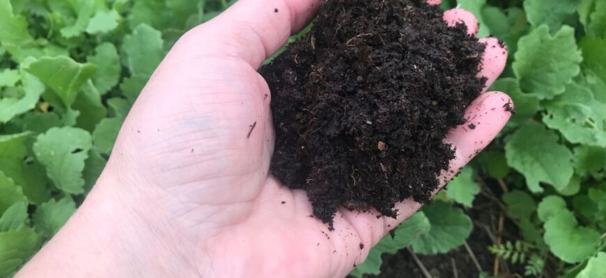 Навчилась відновлювати навіть виснажений ґрунт: потрібно всього 15 г “цього” на кожен квадратний метр Навчилась відновлювати навіть виснажений ґрунт: потрібно всього 15 г “цього” на кожен квадратний метр