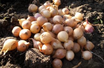 Висаджую озиму цибулю тільки в ці “золоті” дні: невчасний посів буде коштувати врожаю — поради агрономів Висаджую озиму цибулю тільки в ці “золоті” дні: невчасний посів буде коштувати врожаю — поради агрономів