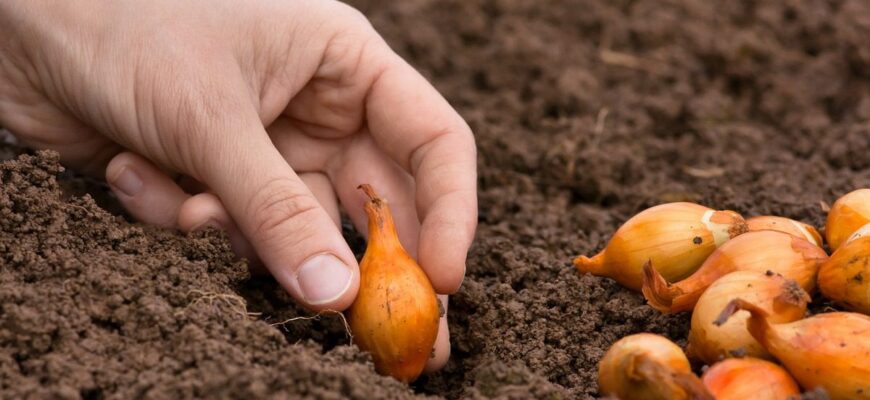 Озима цибуля дасть небачений врожай: так сіянку садила 50 років моя бабуся на Буковині, тепер роблю і я Озима цибуля дасть небачений врожай: так сіянку садила 50 років моя бабуся на Буковині, тепер роблю і я