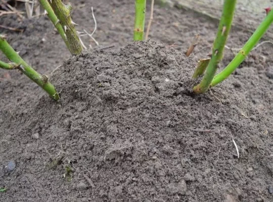 Як захистити троянди на зиму: допоможуть хитрощі досвідчених садівників Як захистити троянди на зиму: допоможуть хитрощі досвідчених садівників