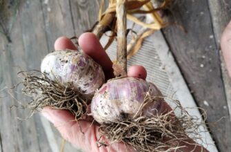 Підживлення для озимих, про яке мало хто знає. Роблю в сезон за порадою сусідки: всього 3 складових Підживлення для озимих, про яке мало хто знає. Роблю в сезон за порадою сусідки: всього 3 складових