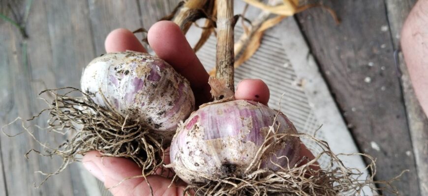 Підживлення для озимих, про яке мало хто знає. Роблю в сезон за порадою сусідки: всього 3 складових Підживлення для озимих, про яке мало хто знає. Роблю в сезон за порадою сусідки: всього 3 складових