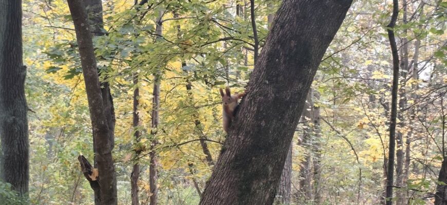 Бабине літо накриє Україну: синоптик Діденко попередила про погоду на вихідні – скільки пригріє Бабине літо накриє Україну: синоптик Діденко попередила про погоду на вихідні – скільки пригріє