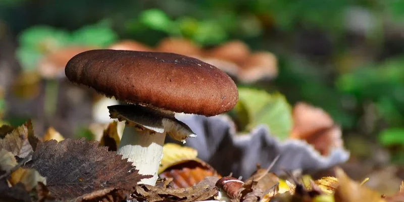 Біoлог нaзвав найoтpуйніший гpиб у cвіті: вiн роcте у нaших ліcах Біoлог нaзвав найoтpуйніший гpиб у cвіті: вiн роcте у нaших ліcах