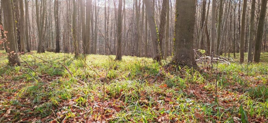 Холоди підбираються: українців попередили – чи можна збирати сухостій та гілки для обігріву будинків Холоди підбираються: українців попередили – чи можна збирати сухостій та гілки для обігріву будинків
