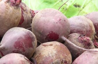 Буряк “вимахає”, як футбольний м’яч: роблю 1 річ підзимової посадки, про яку навіть агрономи мовчать Буряк “вимахає”, як футбольний м’яч: роблю 1 річ підзимової посадки, про яку навіть агрономи мовчать
