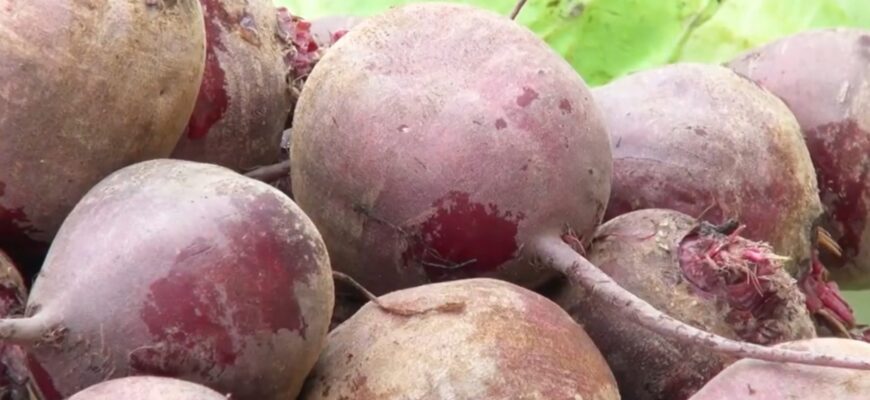 Буряк “вимахає”, як футбольний м’яч: роблю 1 річ підзимової посадки, про яку навіть агрономи мовчать Буряк “вимахає”, як футбольний м’яч: роблю 1 річ підзимової посадки, про яку навіть агрономи мовчать