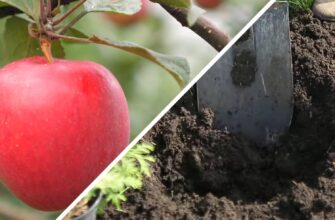 До 1 листопада завжди роблю це з яблунею: урожай наступного року в 2 рази більший – дуже просто До 1 листопада завжди роблю це з яблунею: урожай наступного року в 2 рази більший – дуже просто