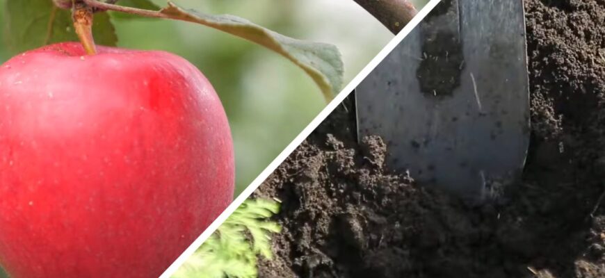 До 1 листопада завжди роблю це з яблунею: урожай наступного року в 2 рази більший – дуже просто До 1 листопада завжди роблю це з яблунею: урожай наступного року в 2 рази більший – дуже просто