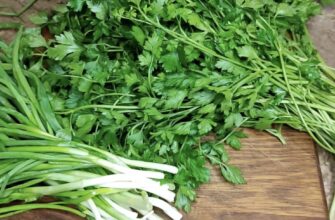 Заморожую зелень в судочку: за 12 місяців вона не втрачає запаху та вітамінів – дістав, додав, і смачно Заморожую зелень в судочку: за 12 місяців вона не втрачає запаху та вітамінів – дістав, додав, і смачно