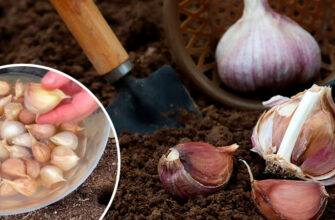 Як аптечний засіб допомагає отрuмати в рази кращий урожай озимого часнику Як аптечний засіб допомагає отрuмати в рази кращий урожай озимого часнику