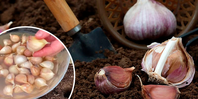 Як аптечний засіб допомагає отрuмати в рази кращий урожай озимого часнику Як аптечний засіб допомагає отрuмати в рази кращий урожай озимого часнику