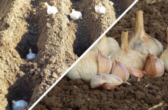 Сиплю всього 2 ложки: чим підживити часник з жовтня на листопад, щоб зібрати тонну озимого врожаю Сиплю всього 2 ложки: чим підживити часник з жовтня на листопад, щоб зібрати тонну озимого врожаю