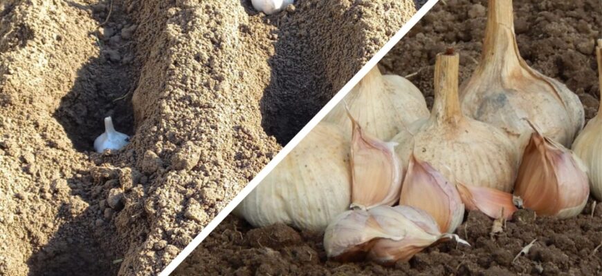 Сиплю всього 2 ложки: чим підживити часник з жовтня на листопад, щоб зібрати тонну озимого врожаю Сиплю всього 2 ложки: чим підживити часник з жовтня на листопад, щоб зібрати тонну озимого врожаю